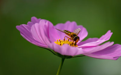 Beneficios de la cera virgen ecológica de abeja para tu piel